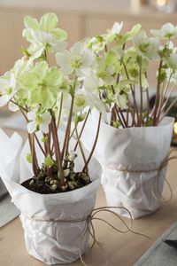 Jul_MG_helleborus_34