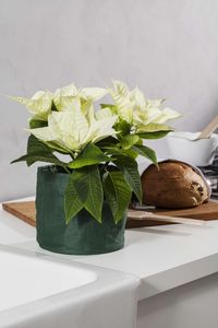 Jul_MG_julestjerne_04
