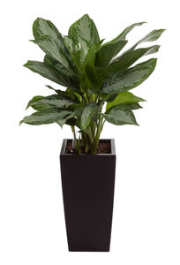 Aglaonema