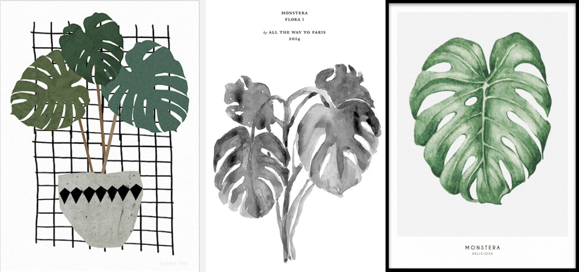 Monstera plante grønn trend